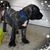 Crystal Driscoll-Ducat's profile image