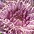Debbie Dunbar Altobello's profile image