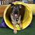 Tracie Van Houten Senicka's profile image