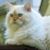Jean Melloy's profile image