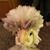 Jo Reifman's profile image