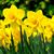 Kathleen Arrington Allison's profile image