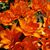 Ginger Grantham's profile image