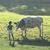 Cindy Brown's profile image