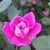 Lucy Sobczak's profile image