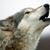 Hawk Black's profile image