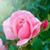 Esther Castillo's profile image