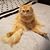 Kelly Reed Weiseman's profile image
