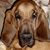 Libby McDonald's profile image