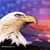 Patrick Shea's profile image