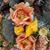 Katie Smith Auer's profile image