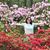 Joia Caron's profile image