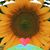 Kendra Springer Naylor's profile image