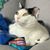 Laney Xue Allison's profile image