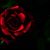 Sandra Mendoza Perales's profile image