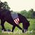 Cheri Carlson's profile image