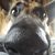 Rebecca Giglione's profile image