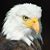 Darrin Forderer's profile image