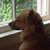 Char Arnett Howington's profile image