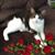 Dawn DiGiacomo Onze's profile image