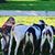 Anna Sonntag Headrick's profile image