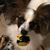 Nicole Tougas's profile image