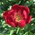 Vera Boling's profile image