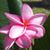 Becky Bareswill O'Neal's profile image