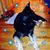 Donna Carroll's profile image