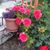 Lorrie Scott's profile image