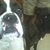 Amy Eggleston's profile image