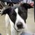 Susan Morilak's profile image