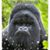 Curtis Garman's profile image