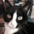 Phyllis Wilbourne's profile image