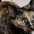 Sheila Monroe's profile image