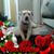Lorrine Beaver's profile image