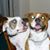 Carolyn N Dusty Cantrell's profile image