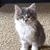 Karen Hilton Irwin's profile image