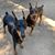 Cindy Wright's profile image