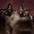 Mary Doyle's profile image