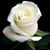 Louise De Luca Verna's profile image