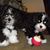 Linda Locicero's profile image