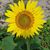 Susan Szponar McInturff's profile image