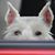 Karen Palm Nielsen's profile image