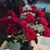 Marci Carosella Cyberey's profile image
