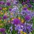 Janet Ann Hamanjian's profile image