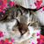 Clare Naylor-panfili's profile image