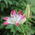 Lori Chaddock Rivette's profile image