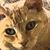 Leslye Tozzi's profile image
