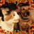 Wil Vicinus's profile image